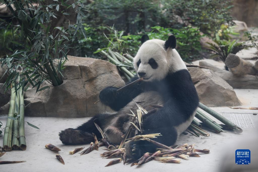 大赢家软件下载